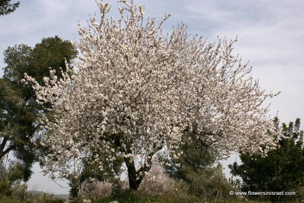 Almond tree in Beit Guvrin