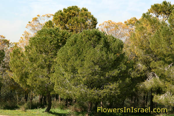 Tel Hadid and Ben-Shemen Forest - תל חדיד ויער בן שמן