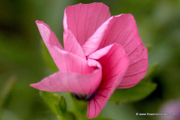 Linum pubescens, Hairy Pink Flax