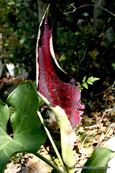 Arum palaestinum