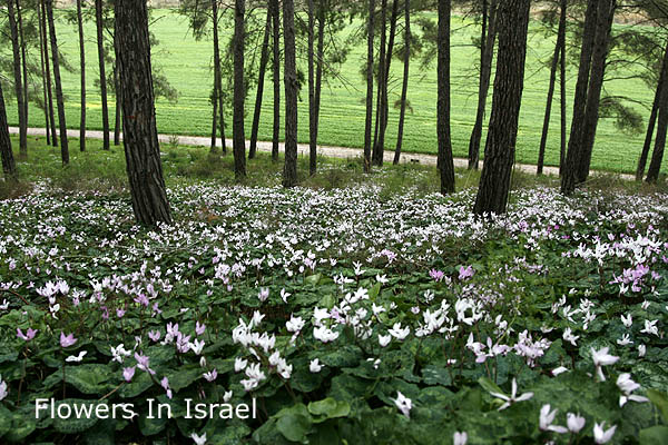 Israel, Travel, Nature