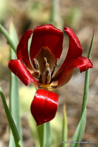 Tulipa agenensis, Sun's-eye Tulip, צבעוני ההרים