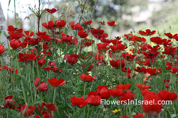 Red Showy Flowers,Nitzanim, Flower buds, ניצנים