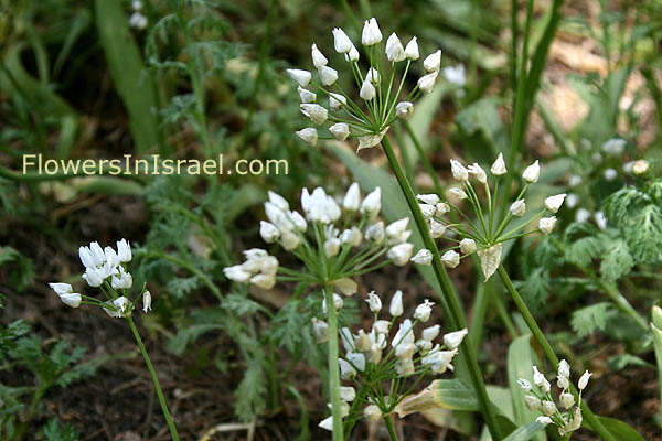 Allium trifoliatum, Hirsute Garlic, שום שעיר