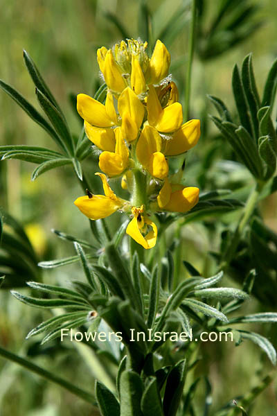 Lupinus luteus, Yellow Lupine, תורמוס צהוב
