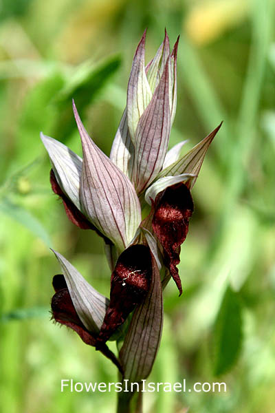 Serapias vomeracea, Snake Tongue Orchid, שפתן מצוי