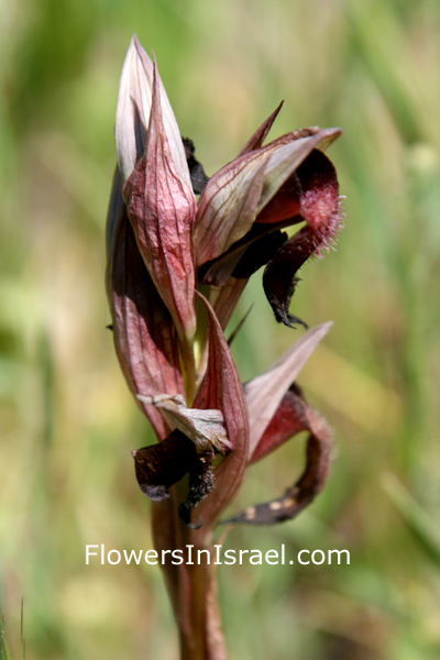 Serapias vomeracea, Snake Tongue Orchid, שפתן מצוי