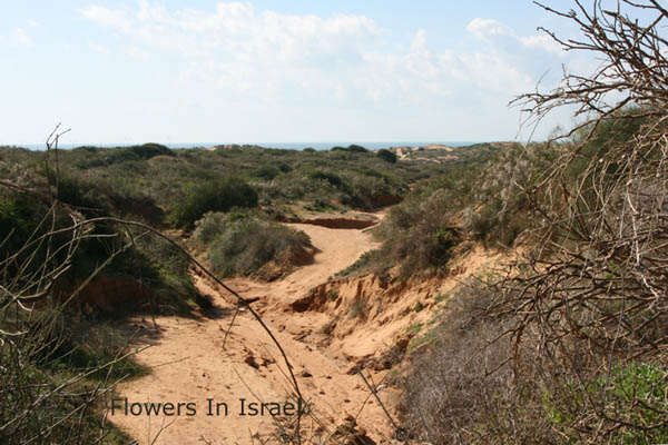 Iris Nature reserve, Netanya