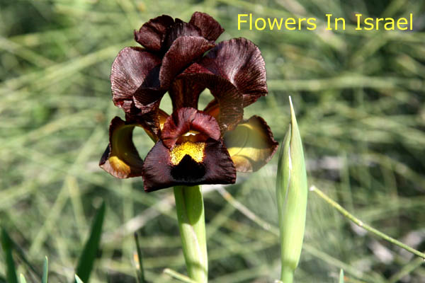 Iris atropurpurea, Coastal Iris, אירוס הארגמן
