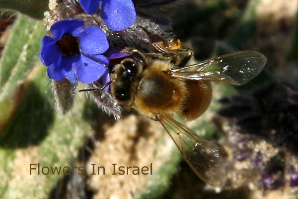 Flowers of Israel