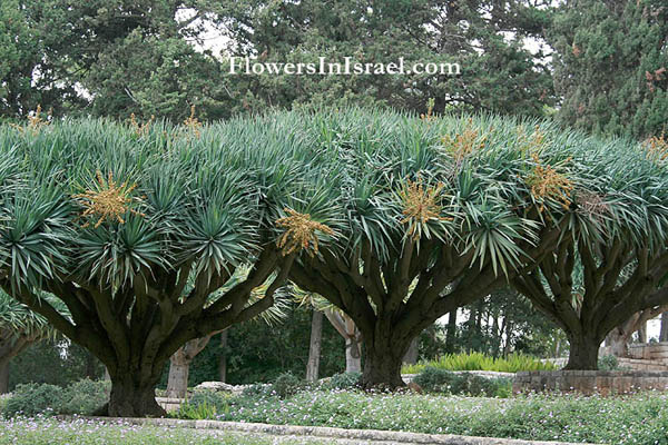 Zichron Yaakov, Ramat HaNadiv, Memorial Gardens,Dracaena draco, Canary Island Dragon Tree, Drago, Dragon Tree)