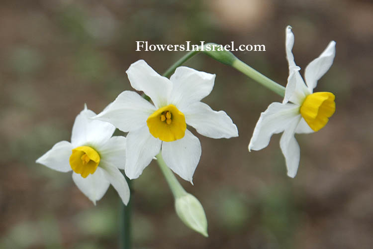 Zichron Yaakov, Ramat HaNadiv,Narcissus tazetta, bunchflower daffodil, polyanthus narcissus, נרקיס מצוי