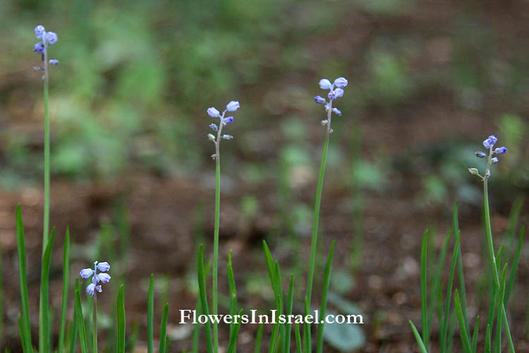 Zichron Yaakov, Ramat HaNadiv, Memorial Gardens, Muscari parviflorum, קטן-פרחים כדן