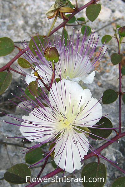Flowers in Israel - Pictures of Western Wall flowers