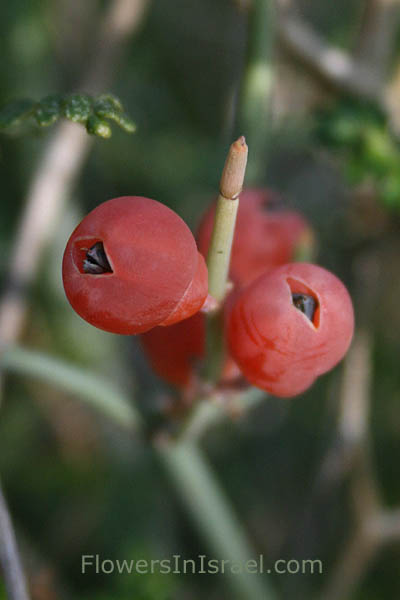Ephedra foeminea, Leafless Ephedra, שרביטן מצוי